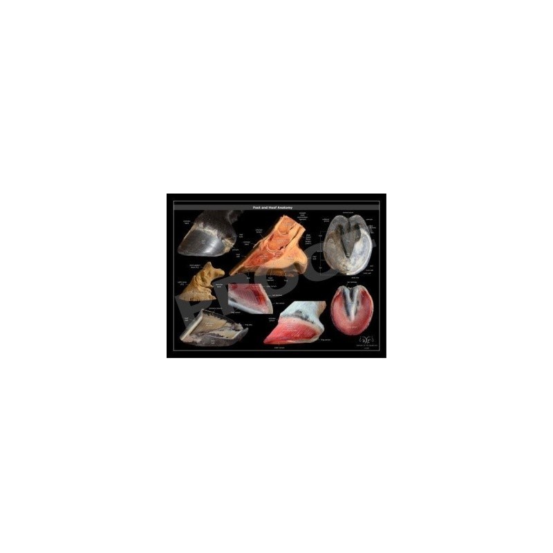 POSTER ANATOMIA PIE Y CASCO DEL CABALLO