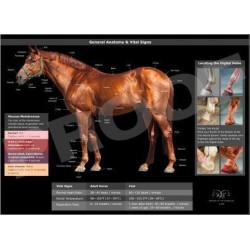 POSTER ANATOMIA DEL CABALLO