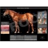 POSTER ANATOMIA DEL CABALLO
